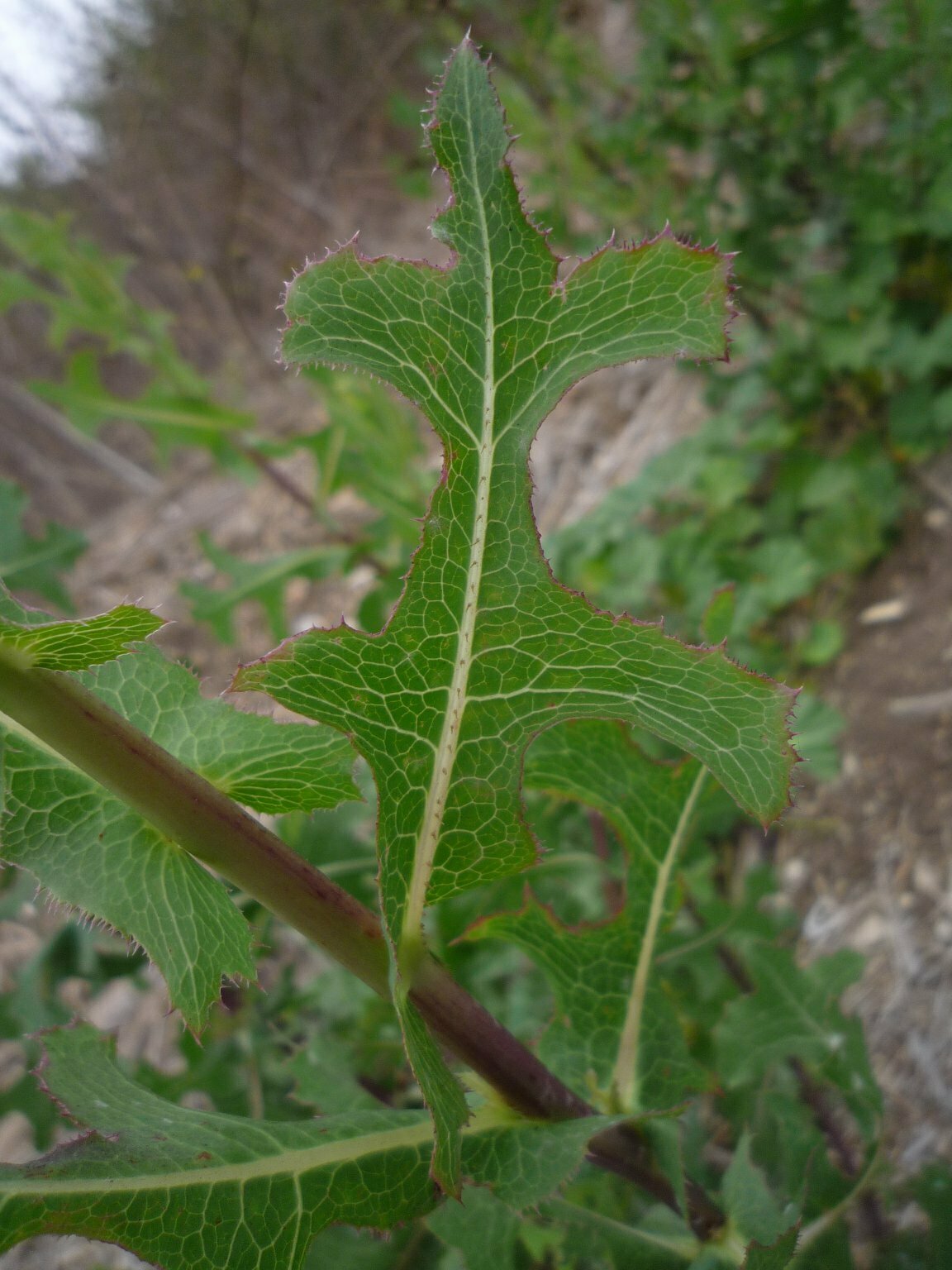 High Resolution Lactuca serriola Leaf